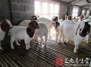 育肥羊爆料视频,揭秘育肥羊幕后爆料视频  第2张